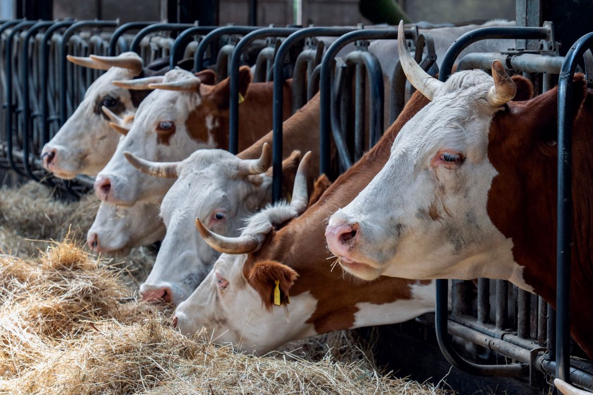 Dairy cows feeding in a barn