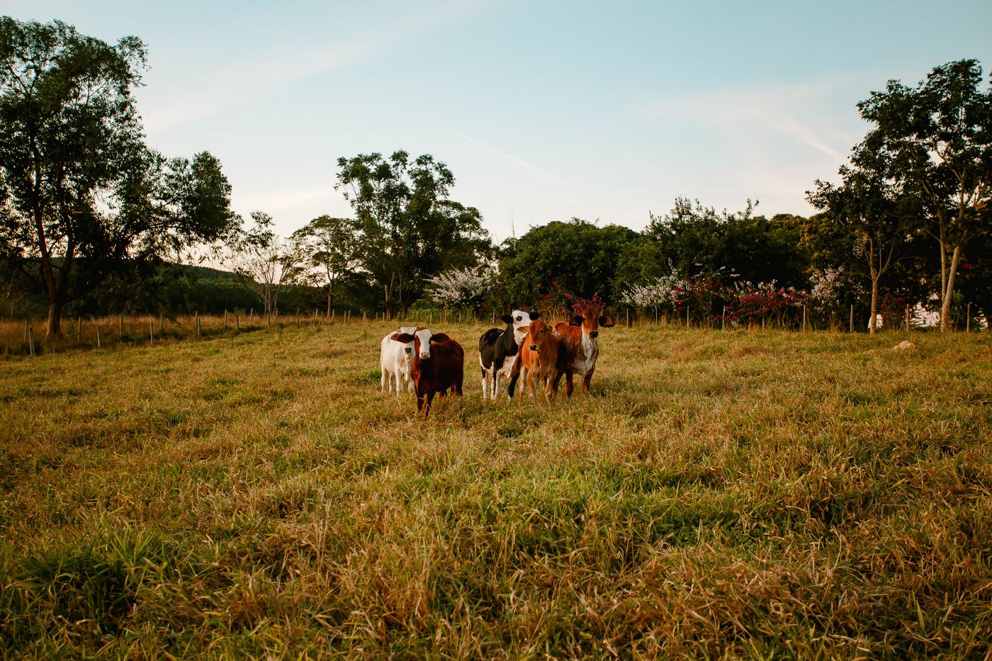 Dairy cows grazing in a green field