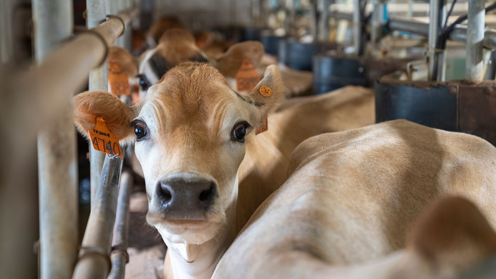 Dairy cow in a modern dairy barn