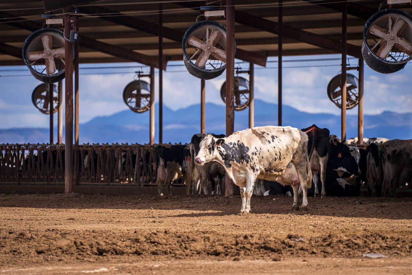 Holstein dairy cows in a barn